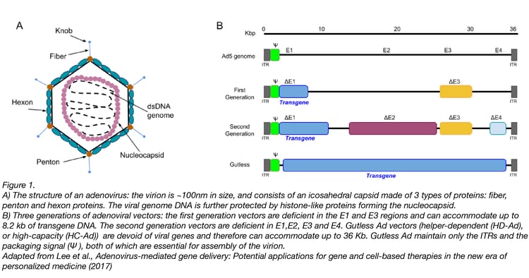 Adenoviral Vector Production and Troubleshooting